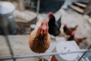 photo of backyard chickens, urban homestead stars