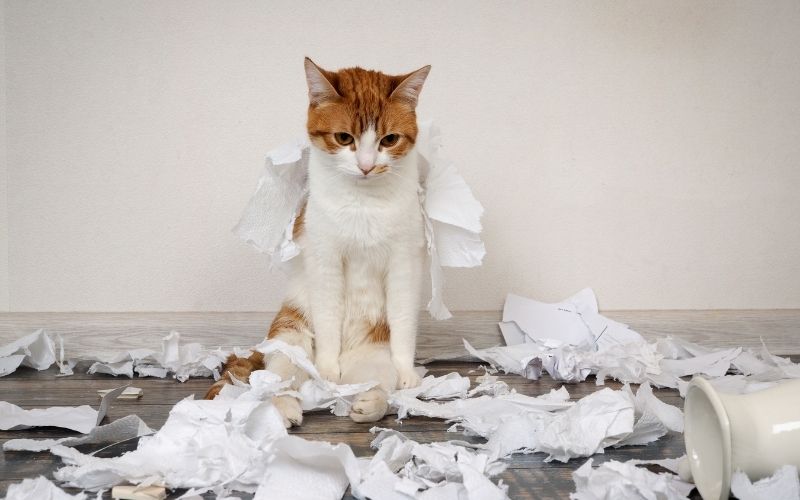 Pets And Home Insulation Issues The Ultimate Info Guide Attainable Home