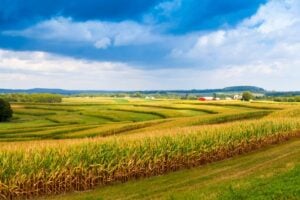 An Iowa cornfield in the foreground, with a farmhouse and blue skies in back