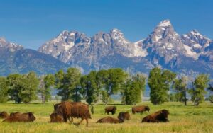 Buffalos in a pasture with tall mountains in the background with snow-topped peaks