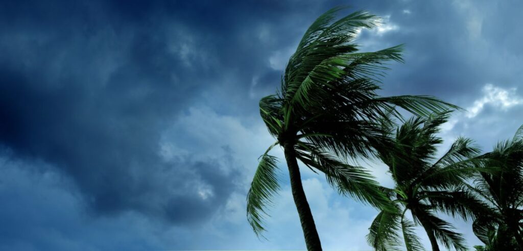 The tops of several palm trees blowing in hurricane winds and ominous dark clouds in the background