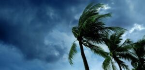 The tops of several palm trees blowing in hurricane winds and ominous dark clouds in the background