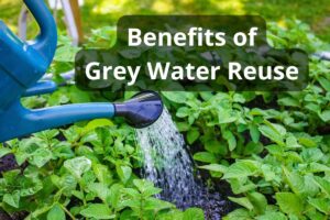 A picture of a watering can filled with used bathwater being used to water plants in a garden. The words, "Benefits of Grey Water Reuse" are overlain on the picture.