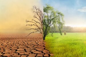 Image of a tree split in half with the left hand side in an arid environment and the right hand side in a temperate, more humid environment. The ground is dry and cracked on the left and well-vegetated with green grass on the right.