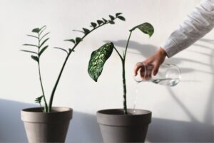 An outstretched arm pouring a glass of water on to one of two plants placed next to each other