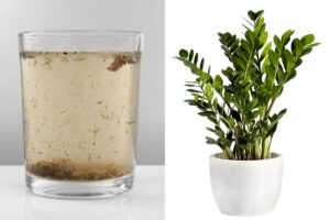 A glass of dirty water at left and a houseplant at right