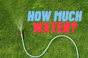 A garden hose in a yard with the text "how much water" transposed above the image